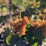 Bed & Breakfast Chateau Catherine De Montgolfier - Et - Piscine - Domaine Viticole Bio Avec Degustation Narbonne