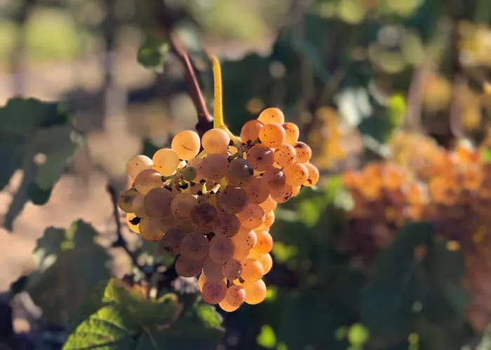 Oda ve Kahvaltı Chateau Catherine De Montgolfier - Et - Piscine - Domaine Viticole Bio Avec Degustation Narbonne