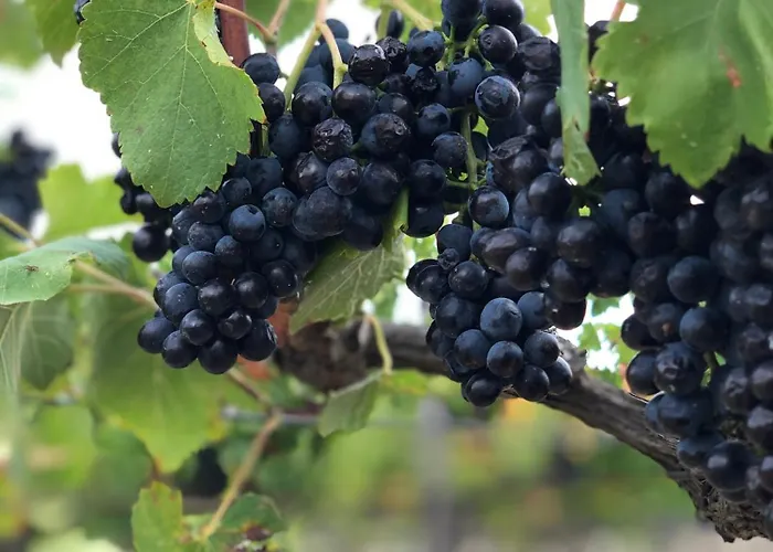 Chateau Catherine De Montgolfier - Et - Piscine - Domaine Viticole Bio Avec Degustation Oda ve Kahvaltı